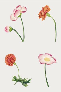 Vintage Chinese flower vector mallow and peony set, remix from artworks by Zhang Ruoai
