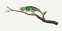 Namaqua chameleon vector antique watercolor animal illustration, remixed from the artworks by Robert Jacob Gordon