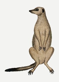 Meerkat vector antique watercolor animal illustration, remixed from the artworks by Robert Jacob Gordon
