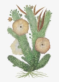 Hoodia gordonii vector vintage flower illustration set, remixed from the artworks by Robert Jacob Gordon