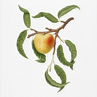 Hand drawn peach fruit sticker with a white border