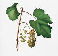Hand drawn bunch of Friuli white grape sticker with a white border