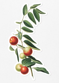 Hand drawn Chinese jujube fruit sticker with a white border