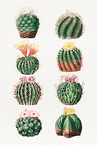 Vintage cactus illustration set