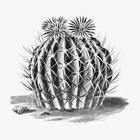Vintage black and white Echinocactus coptonogonus cactus design element