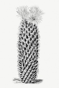 Vintage black and white hedgehog cactus design element