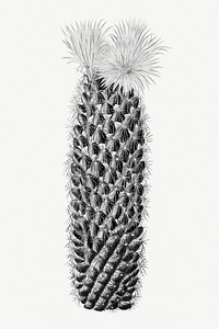 Vintage black and white hedgehog cactus design element