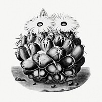 Vintage black and white elephant's tooth cactus design element