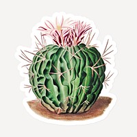 Vintage Echinocactus pentacanthus cactus sticker with white border