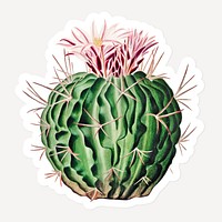 Vintage Echinocactus pentacanthus cactus sticker with white border