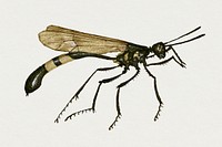 Flying ant psd insect hand drawn 