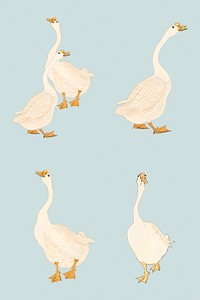 White geese vintage illustrations 