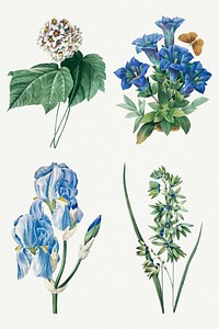 Vintage blue flower psd botanical art print set, remixed from artworks by Pierre-Joseph Redout&eacute;