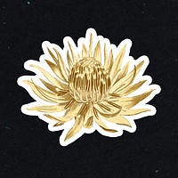 Vintage gold Dagger&ndash;Leaf Protea flower sticker with white border