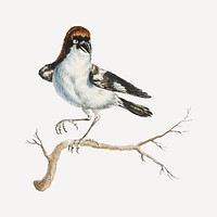 Lanius bird vintage illustration vector