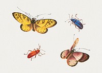 Butterflies and bugs vintage drawing collection