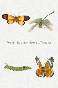 Insect vector vintage illustration set