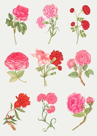 Vintage flowers vector illustration set, remixed from the 18th-century artworks from the Smithsonian archive.