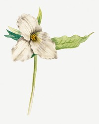 Spring flower wake robin illustration, remixed from the artworks by Mary Vaux Walcott