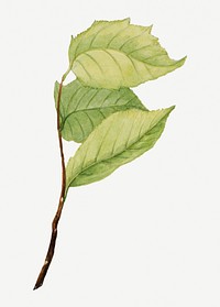 Vintage green leaves illustration, remixed from the artworks by Mary Vaux Walcott