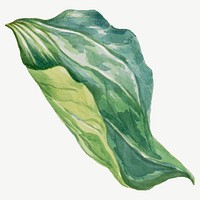 Wake robin leaf flower vector botanical illustration, remixed from the artworks by Mary Vaux Walcott