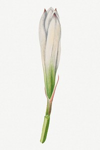 White tamasco lily flower bud botanical illustration watercolor, remixed from the artworks by Mary Vaux Walcott