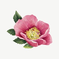 Pink Bourgeau rose vector botanical illustration watercolor, remixed from the artworks by <a href="https://www.rawpixel.com/search/Mary%20Vaux%20Walcott?sort=curated&amp;page=1" target="_blank">Mary Vaux Walcott</a>