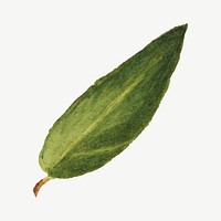 Green leaf vector botanical illustration watercolor, remixed from the artworks by Mary Vaux Walcott