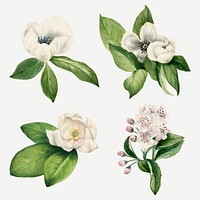 White flower set botanical illustration, remixed from the artworks by Mary Vaux Walcott