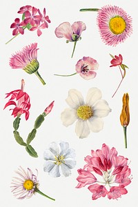 Hand drawn wild flowers floral illustration set, remixed from the artworks by <a href="https://www.rawpixel.com/search/Mary%20Vaux%20Walcott?sort=curated&amp;page=1" target="_blank">Mary Vaux Walcott</a>