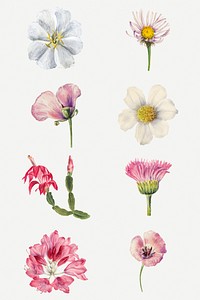 Hand drawn wild flowers illustration set, remixed from the artworks by <a href="https://www.rawpixel.com/search/Mary%20Vaux%20Walcott?sort=curated&amp;page=1" target="_blank">Mary Vaux Walcott</a>