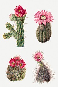Cactus flowers blossom psd illustration hand drawn set
