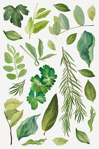 Wild plant green leaves illustration set, remixed from the artworks by <a href="https://www.rawpixel.com/search/Mary%20Vaux%20Walcott?sort=curated&amp;page=1" target="_blank">Mary Vaux Walcott</a>