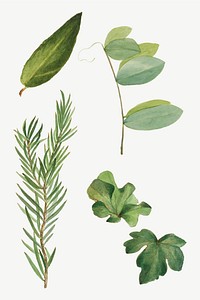 Green leaves botanical vintage vector illustration set, remixed from the artworks by <a href="https://www.rawpixel.com/search/Mary%20Vaux%20Walcott?sort=curated&amp;page=1" target="_blank">Mary Vaux Walcott</a>