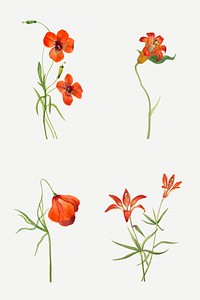 Hand drawn small tiger lily floral illustration set, remixed from the artworks by <a href="https://www.rawpixel.com/search/Mary%20Vaux%20Walcott?sort=curated&amp;page=1" target="_blank">Mary Vaux Walcott</a>