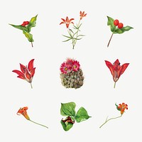 Red, orange and pink flower vector set botanical illustration, remixed from the artworks by <a href="https://www.rawpixel.com/search/Mary%20Vaux%20Walcott?sort=curated&amp;page=1" target="_blank">Mary Vaux Walcott</a>