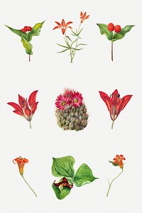 Red, orange and pink psd flower collection botanical illustration