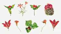 Red, orange and pink flower set botanical illustration, remixed from the artworks by <a href="https://www.rawpixel.com/search/Mary%20Vaux%20Walcott?sort=curated&amp;page=1" target="_blank">Mary Vaux Walcott</a>