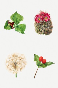 Hand drawn wild plants botanical illustration set, remixed from the artworks by Mary Vaux Walcott