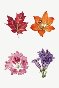 Hand drawn wild plants vector botanical illustration set, remixed from the artworks by <a href="https://www.rawpixel.com/search/Mary%20Vaux%20Walcott?sort=curated&amp;page=1" target="_blank">Mary Vaux Walcott</a>