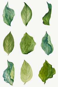 Vintage green leaves vector illustration botanical drawing set, remixed from the artworks by Mary Vaux Walcott