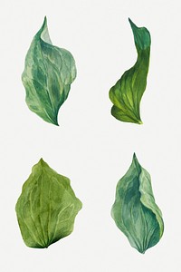 Vintage green leaves psd illustration botanical drawing set