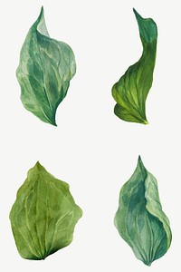 Vintage green leaves vector illustration botanical set, remixed from the artworks by <a href="https://www.rawpixel.com/search/Mary%20Vaux%20Walcott?sort=curated&amp;page=1" target="_blank">Mary Vaux Walcott</a>