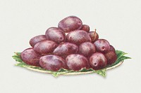 Vintage hand drawn black diamond plums illustration