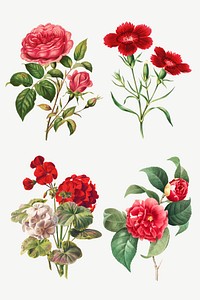 Vintage flower botanical illustration vector set