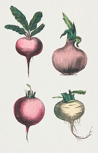 Root vegetable psd set, remix from artworks by by Marcius Willson and N.A. Calkins