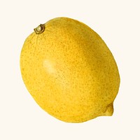 Vintage ripe lemon illustration vector. Digitally enhanced illustration from U.S. Department of Agriculture Pomological Watercolor Collection. Rare and Special Collections, National Agricultural Library.