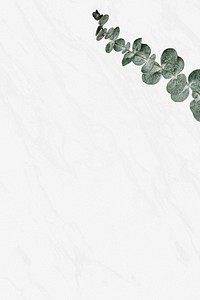 Tropical eucalyptus branch social media banner background
