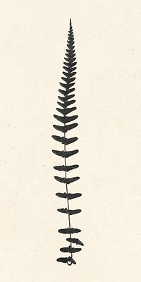 Black fern leaf vintage illustration sticker