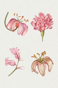 Blooming pink flowers hand drawn floral illustration set, remix from The Model Book of Calligraphy Joris Hoefnagel and Georg Bocskay